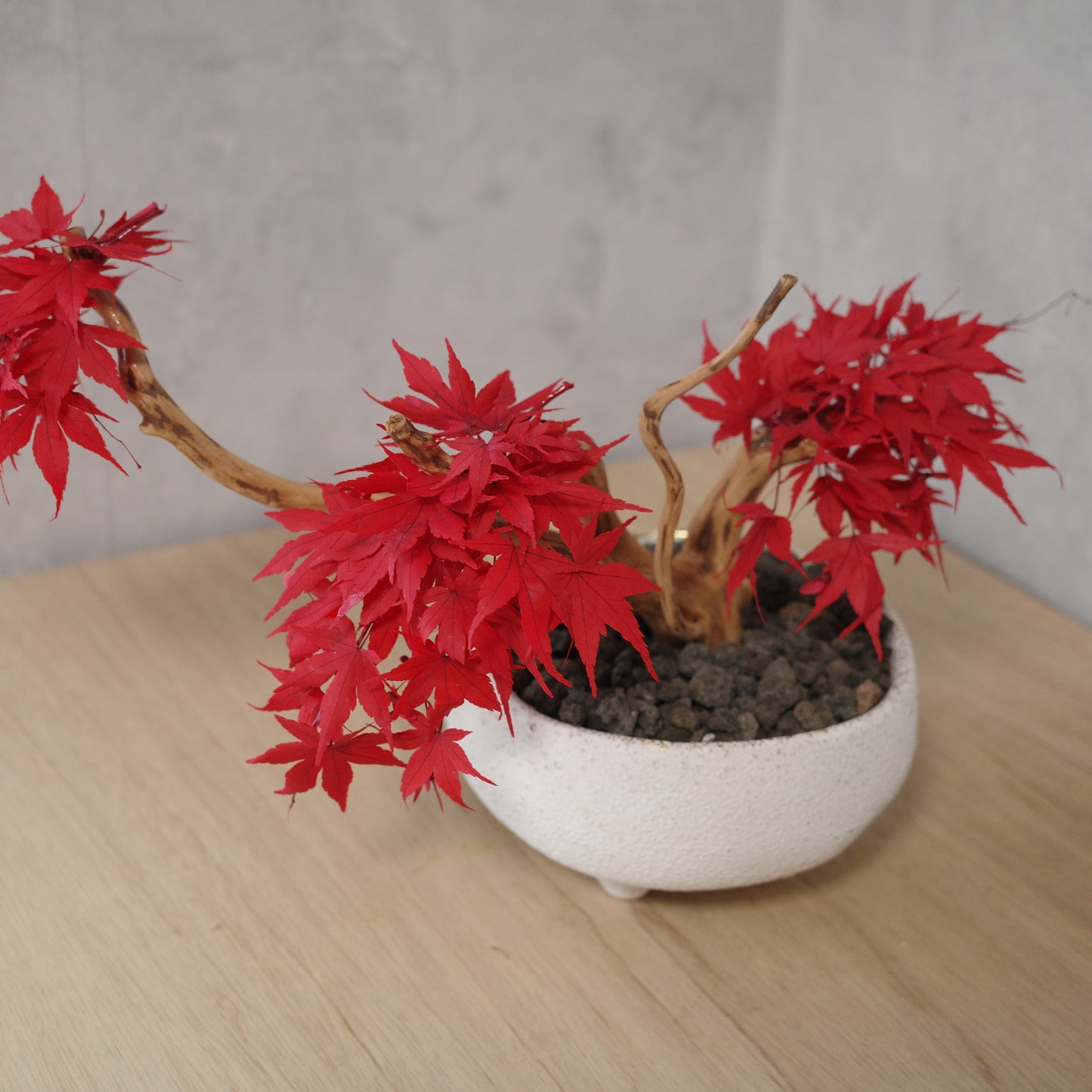 アート盆栽