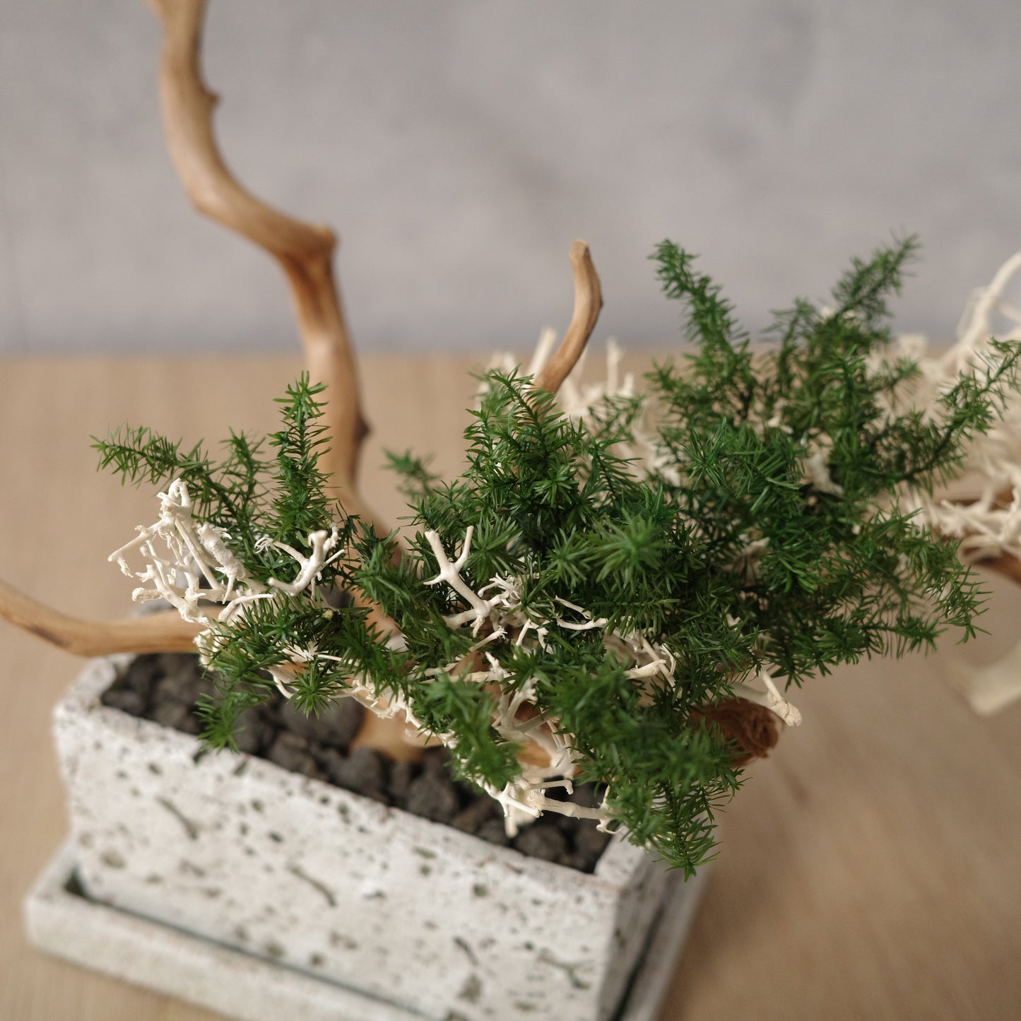 アート盆栽