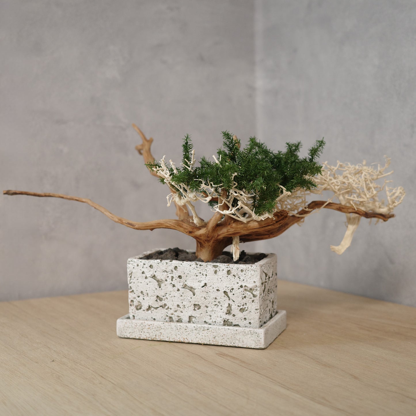 アート盆栽
