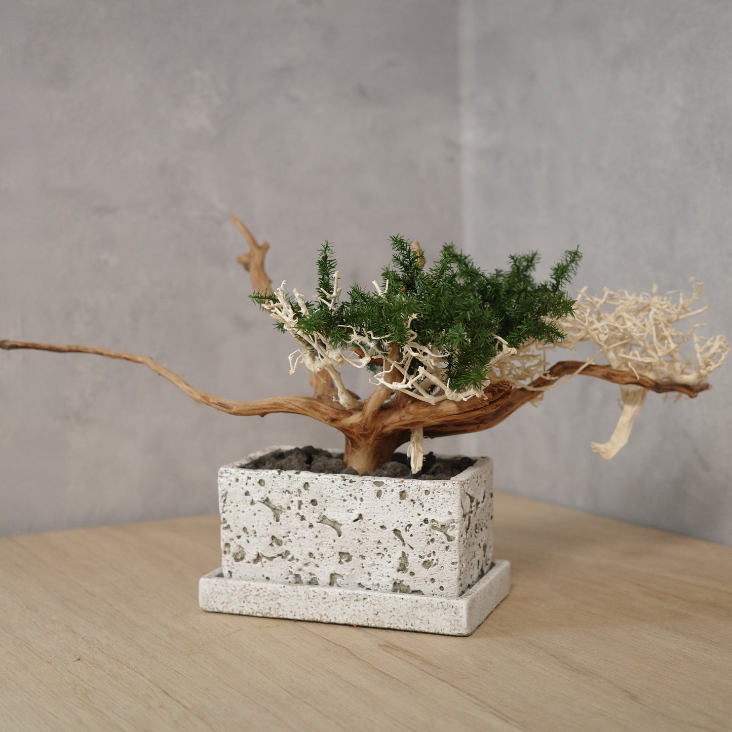 アート盆栽
