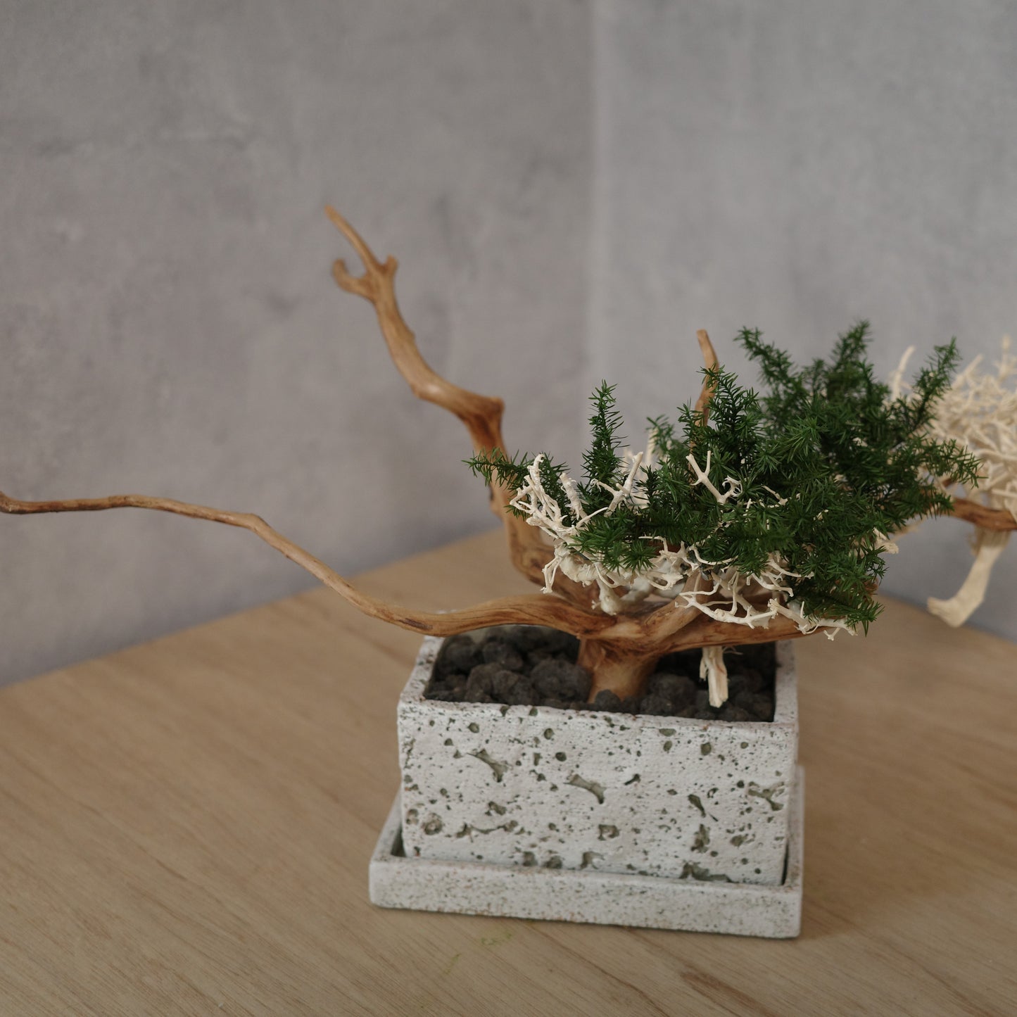 アート盆栽