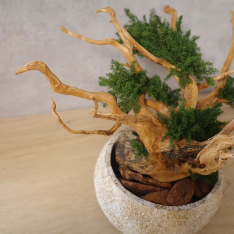 アート盆栽
