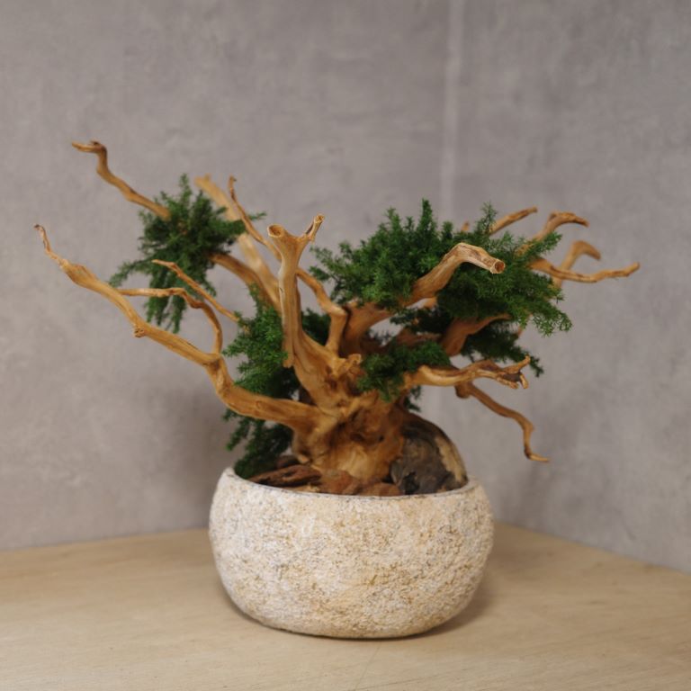 アート盆栽