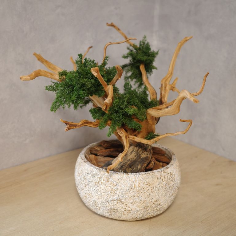 アート盆栽
