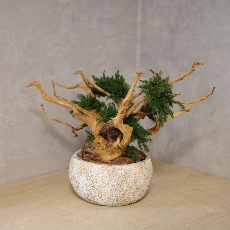 アート盆栽
