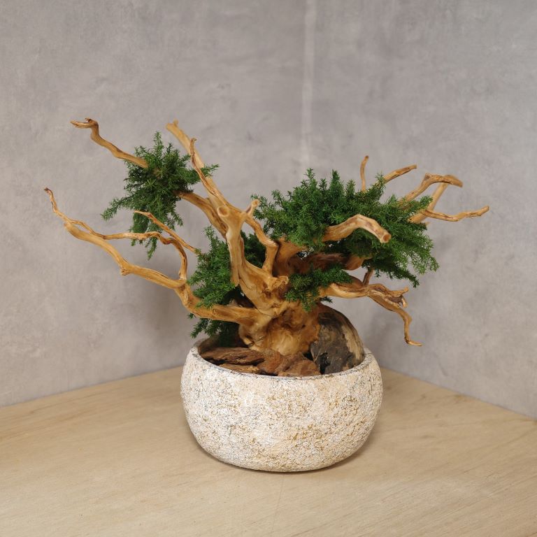 アート盆栽