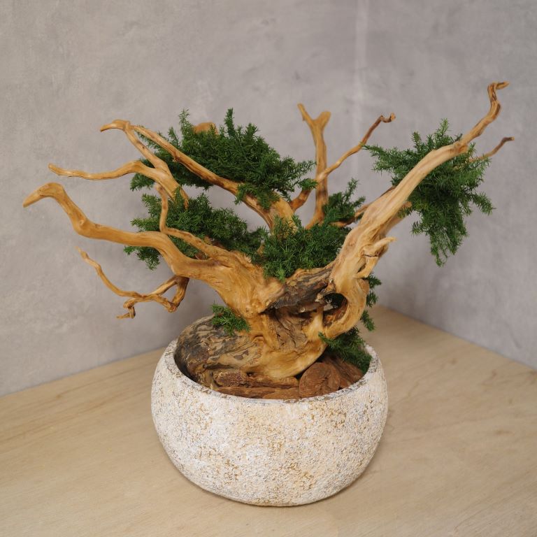 アート盆栽