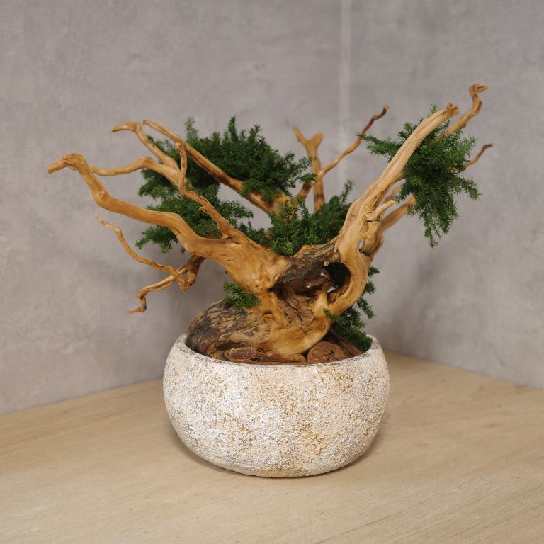 アート盆栽