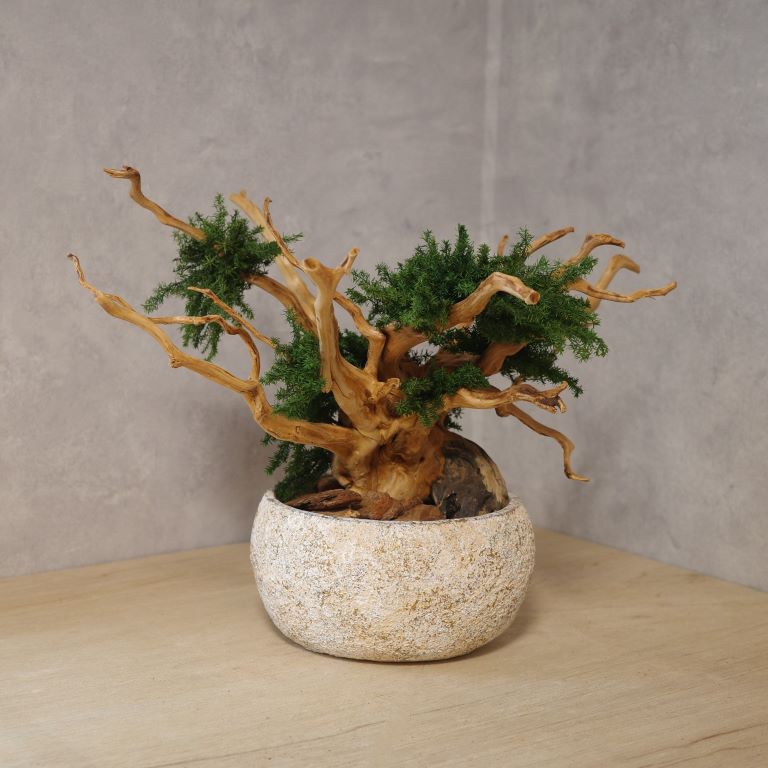 アート盆栽