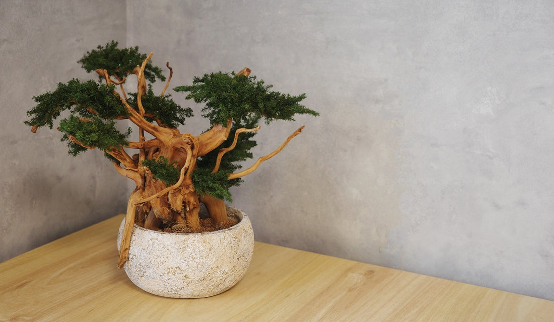 【ドライ盆栽】で叶える、手入れ不要の「一生もの」