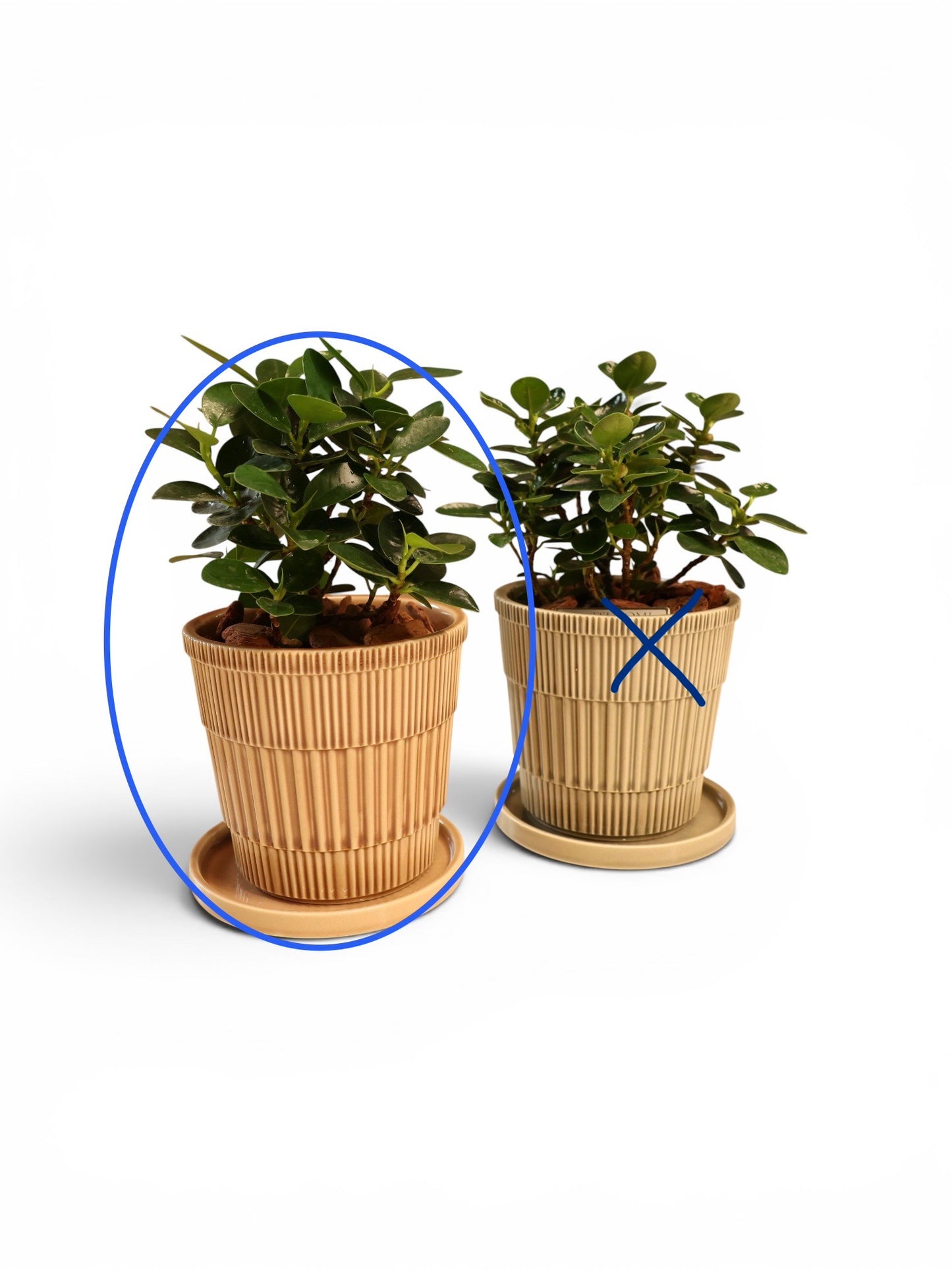 No.18限定【記念樹：パンダガジュマル】