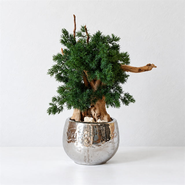 TSUBOMIPlantArts‘アート盆栽04‘