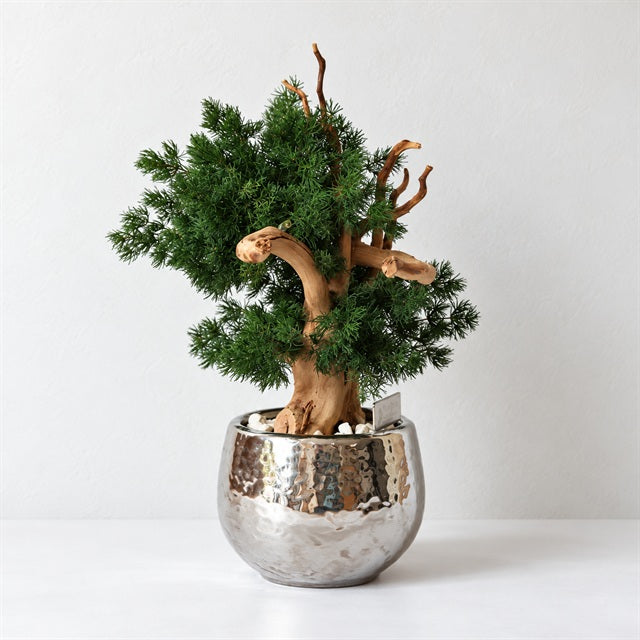 TSUBOMIPlantArts‘アート盆栽04‘