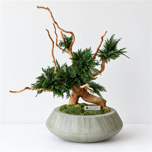 TSUBOMIPlantArts‘アート盆栽01‘