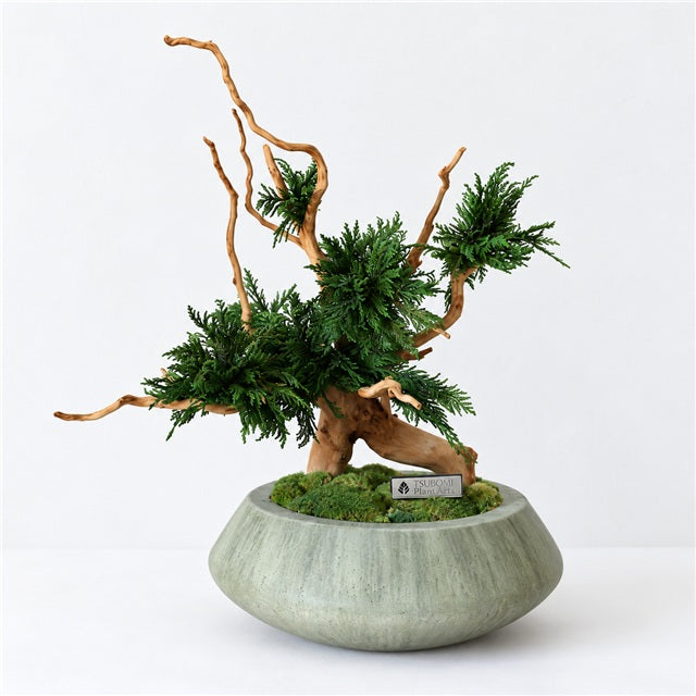 TSUBOMIPlantArts‘アート盆栽01‘