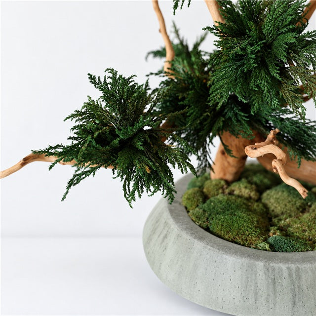 TSUBOMIPlantArts‘アート盆栽01‘