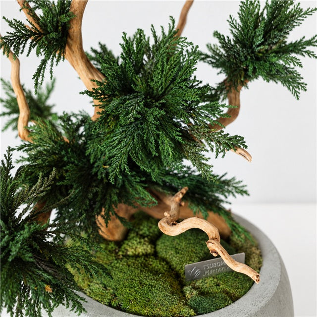 TSUBOMIPlantArts‘アート盆栽01‘