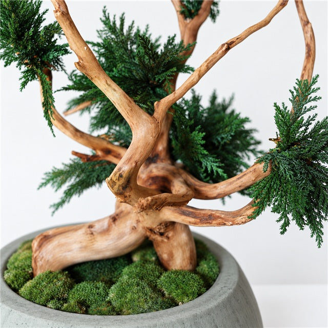 TSUBOMIPlantArts‘アート盆栽01‘