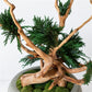 TSUBOMIPlantArts‘アート盆栽01‘