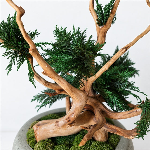 TSUBOMIPlantArts‘アート盆栽01‘