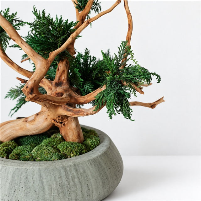 TSUBOMIPlantArts‘アート盆栽01‘