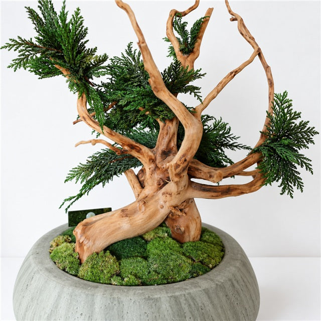 TSUBOMIPlantArts‘アート盆栽01‘
