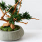 TSUBOMIPlantArts‘アート盆栽01‘