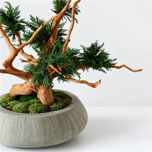 TSUBOMIPlantArts‘アート盆栽01‘