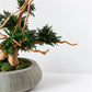 TSUBOMIPlantArts‘アート盆栽01‘