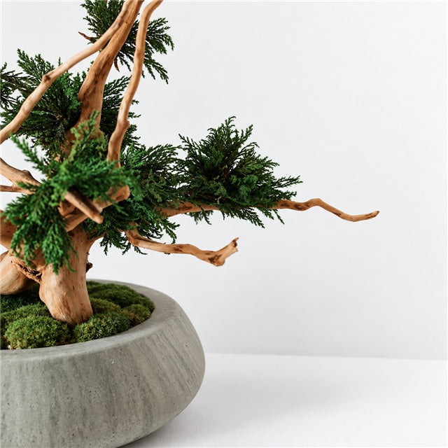 TSUBOMIPlantArts‘アート盆栽01‘