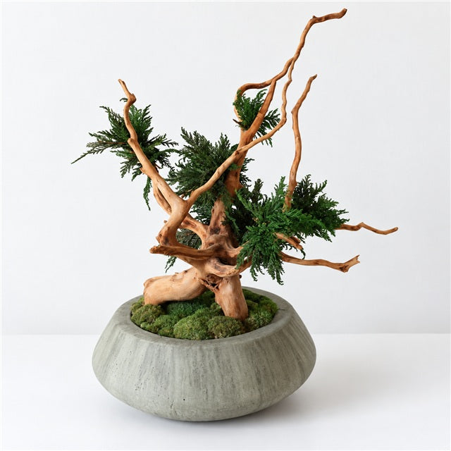 TSUBOMIPlantArts‘アート盆栽01‘