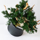 TSUBOMIPlantArts‘アート盆栽03‘