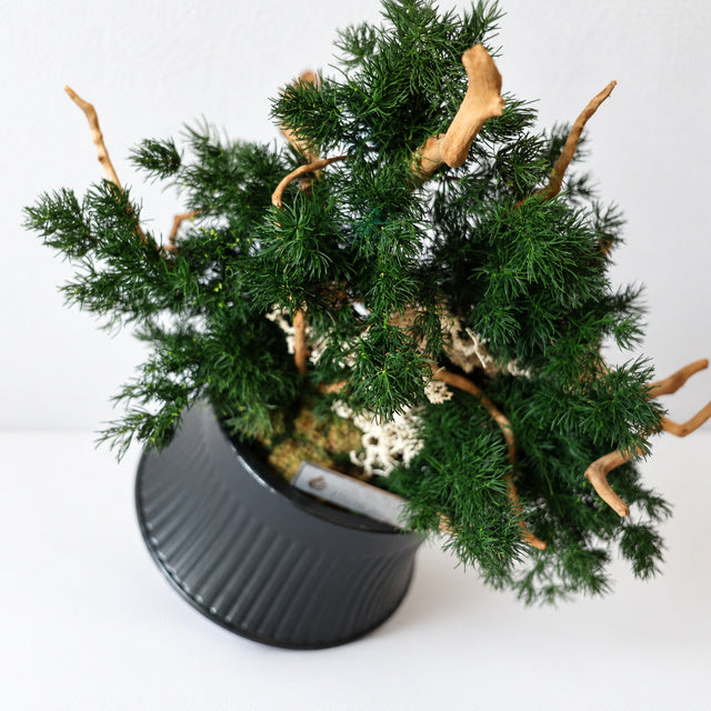 TSUBOMIPlantArts‘アート盆栽03‘