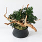 TSUBOMIPlantArts‘アート盆栽03‘