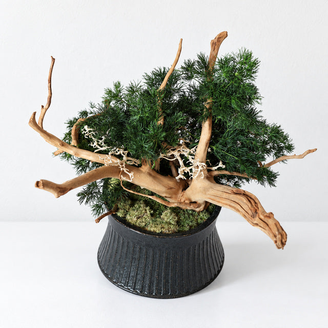 TSUBOMIPlantArts‘アート盆栽03‘