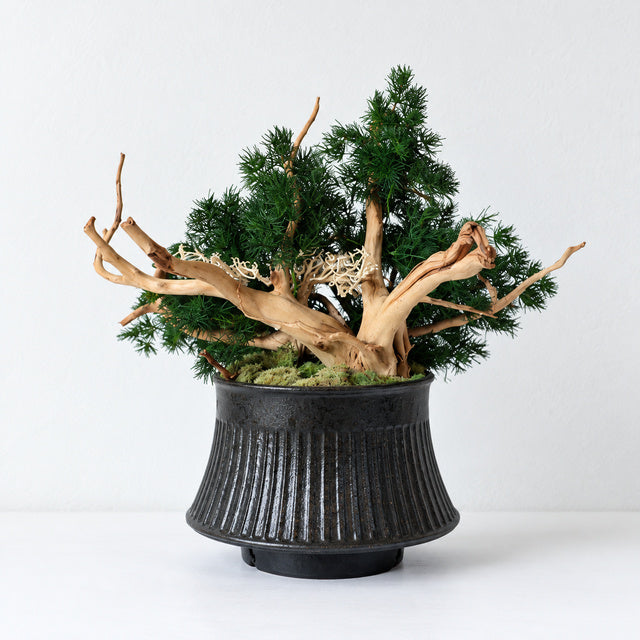 TSUBOMIPlantArts‘アート盆栽03‘