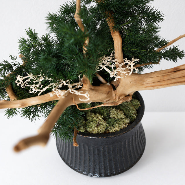 TSUBOMIPlantArts‘アート盆栽03‘