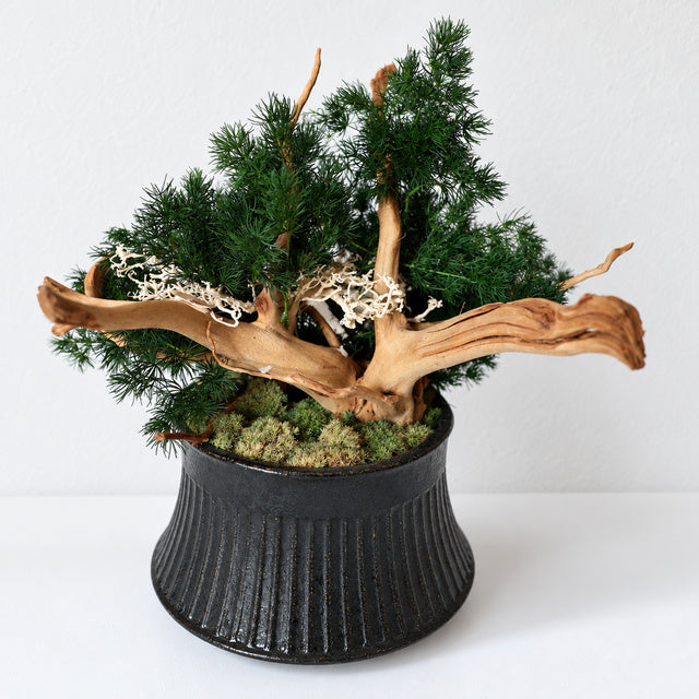 TSUBOMIPlantArts‘アート盆栽03‘