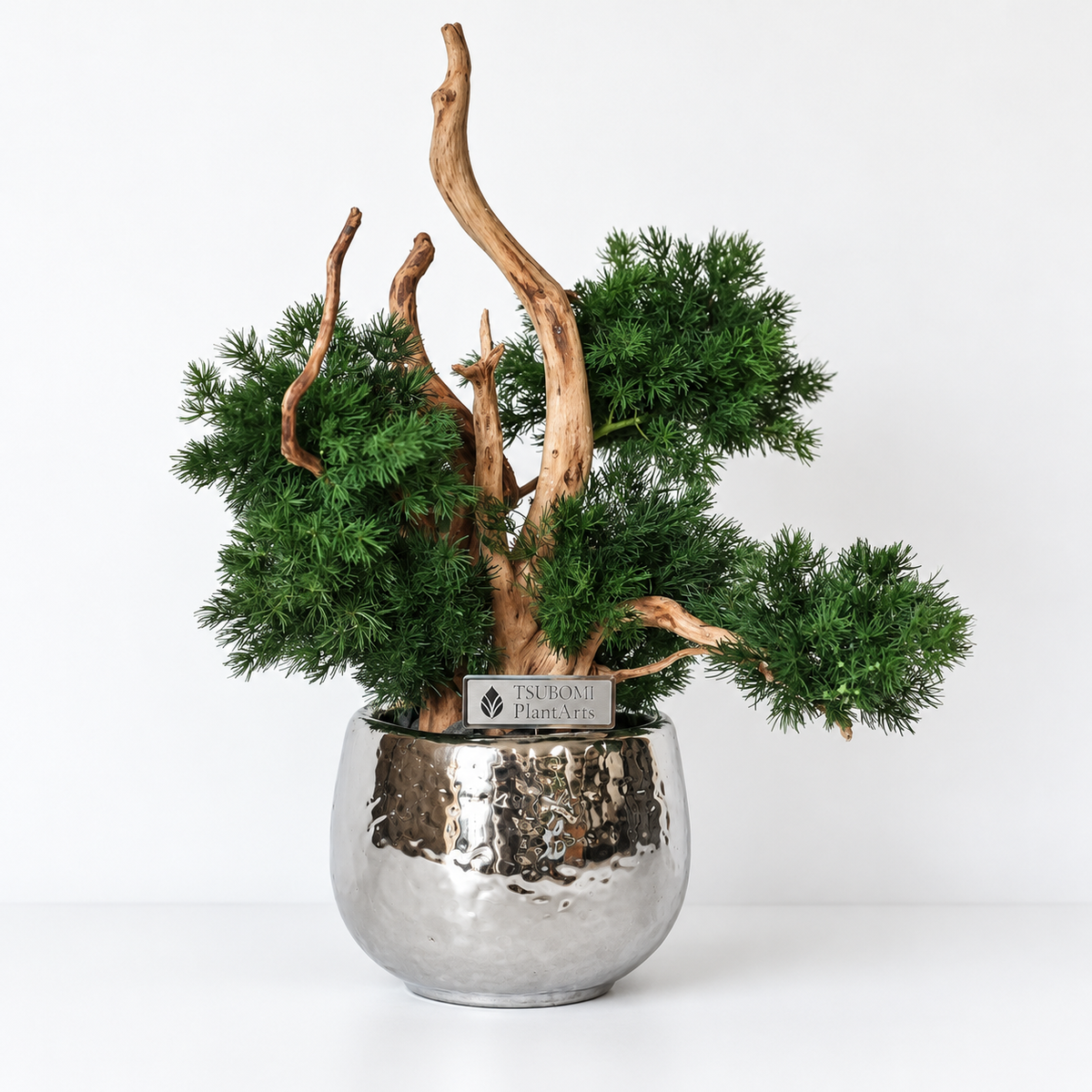 TSUBOMIPlantArts‘アート盆栽05‘