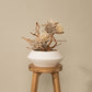 `Plants aroma diffuser No.2`