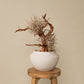 `Plants aroma diffuser No.1`