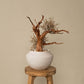 `Plants aroma diffuser No.1`