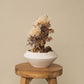`Plants aroma diffuser No.3`