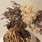 `Plants aroma diffuser No.3`