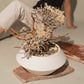 `Plants aroma diffuser No.2`