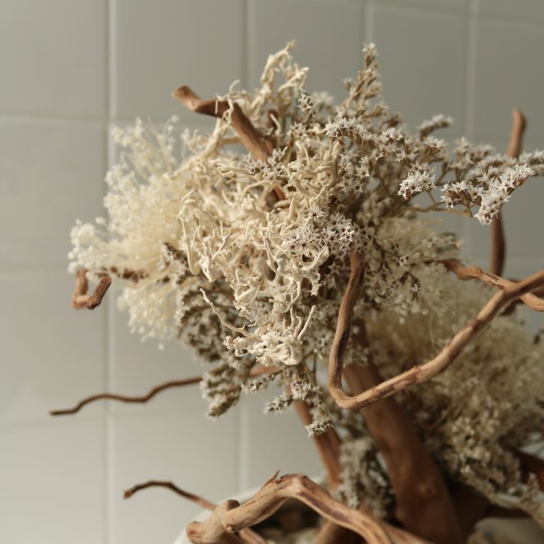 TSUBOMIPlantArts`文月July`