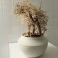 TSUBOMIPlantArts`睦月January`