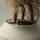 TSUBOMIPlantArts`睦月January`