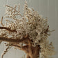 TSUBOMIPlantArts`睦月January`