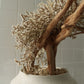 TSUBOMIPlantArts`睦月January`